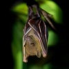 Kalon ramenaty - Cynopterus brachyotis - Lesser Short-nosed Fruit Bat o4148
